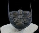 Bumpy Zlichovaspis Trilobite - Great Eye Facets #34505-3